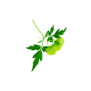 Balloon Vine Leaves (Mudakkathan Keerai)