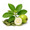 Guava Leaves