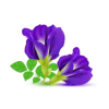 Pure Blue Pea flower buds