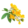 Aavarampoo Flowers (Senna Flower)