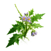 Thoothuvalai Leaves (Solanum trilobatum)