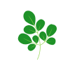 Moringa Leaves